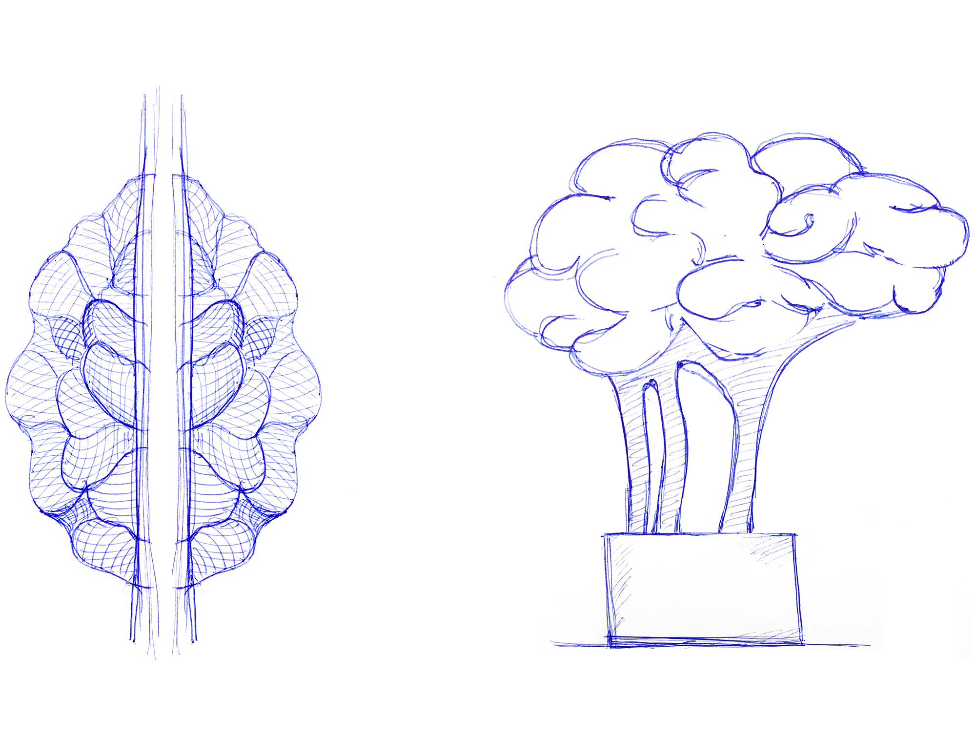 brain sketches