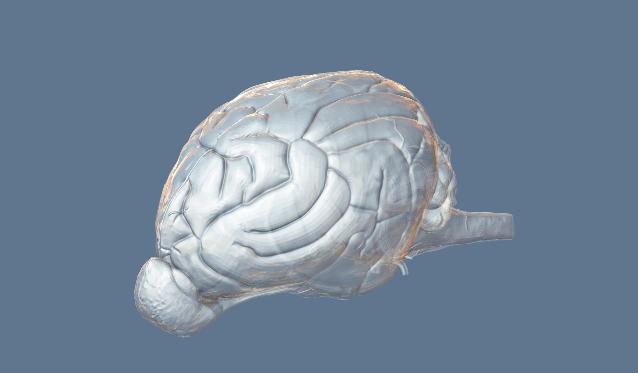 brain rendering